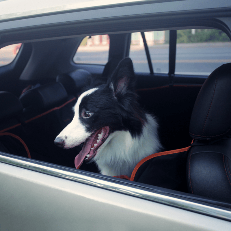 Dog Seat Cover Car Hammock w/ Mesh Window & Dog Seat Belt